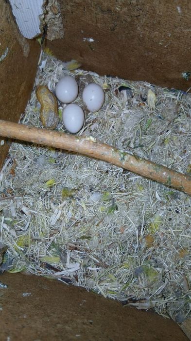 Nerazluchka para sotiladi