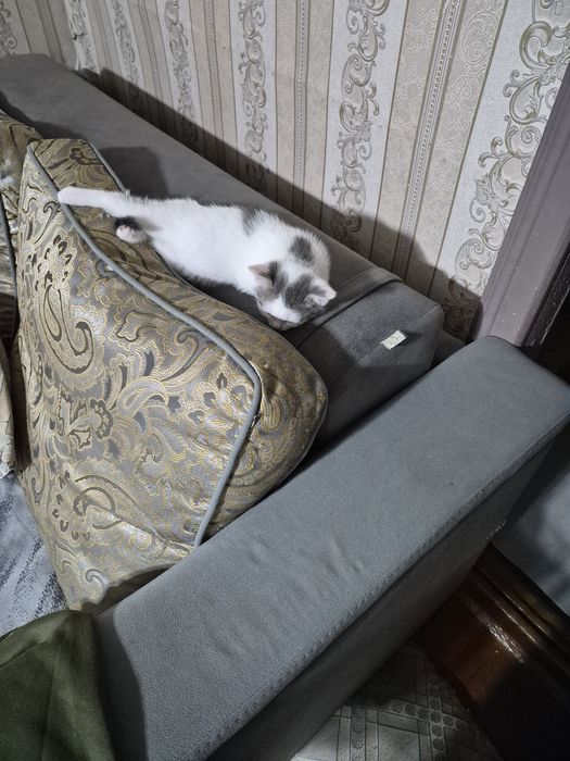 Котенок ищет дом
