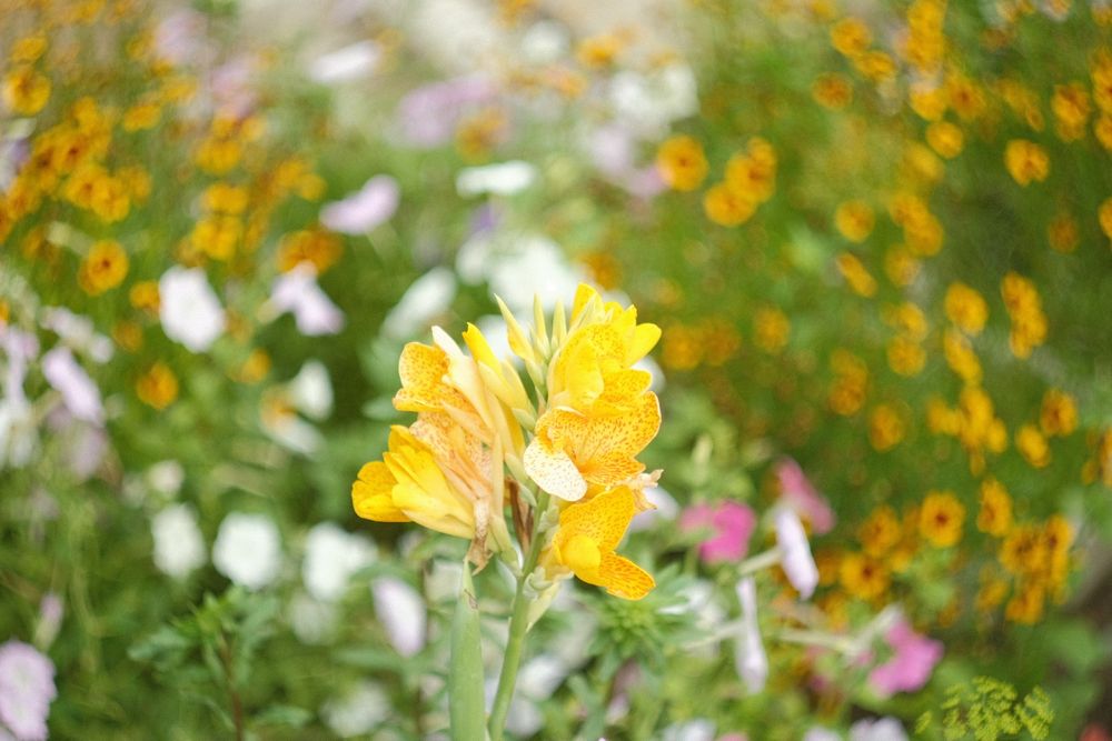 Объектив Гелиос 44-2