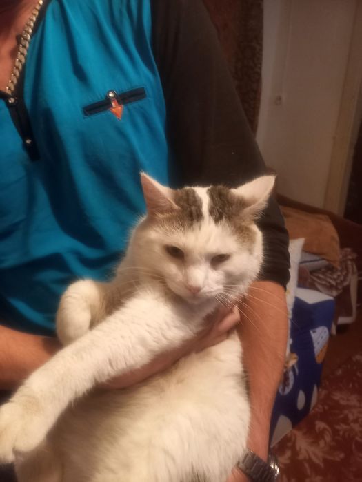 домашние животные