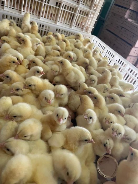 Бройлеры суточные