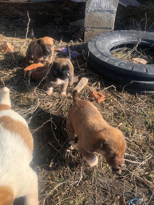 Продам шенка Алабая  25 000