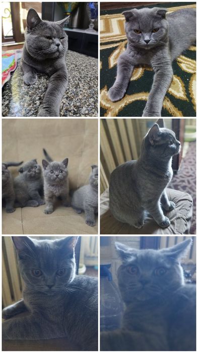 Кошка котята шотландская скотиш фолд страйт