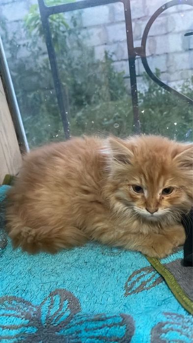 Котёнок, мальчик