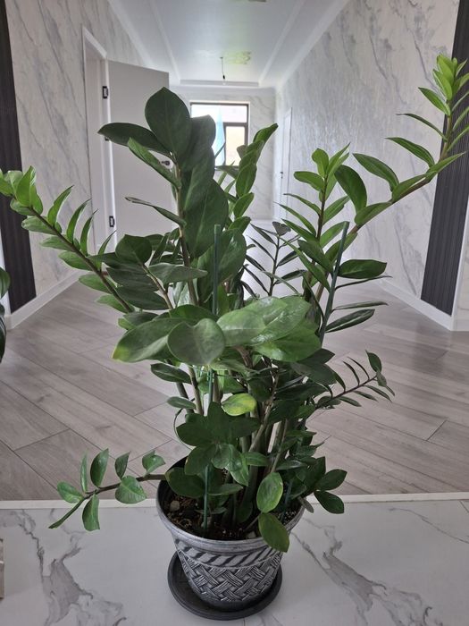 Цветы для дома и для сада