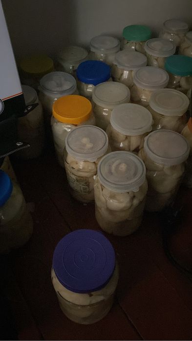 Продам грибы грузди