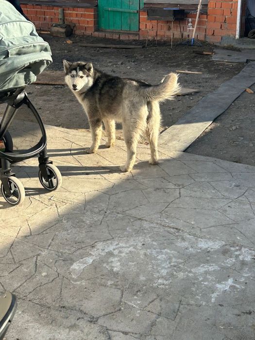 Отдам хаски в добрые руки