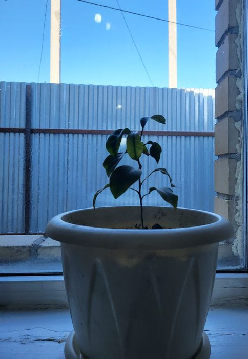 Мандариновое дерево 2,7 года