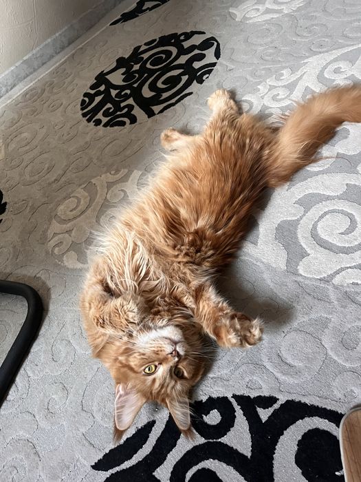 Индивидуальная передержка кошек