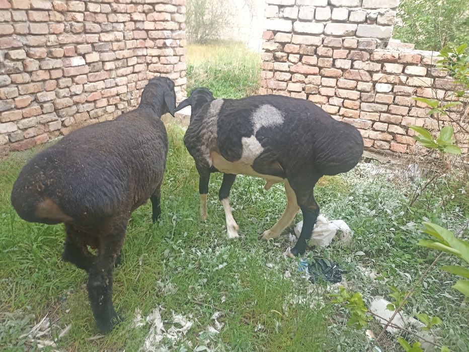 Койлар сотилад 2та 65000дан