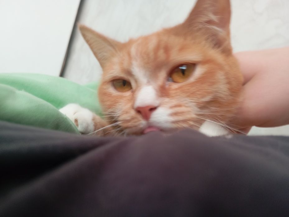 Продаем котят, уличных