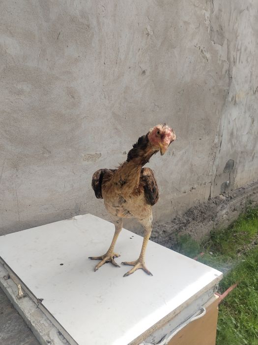 Продам птицу даканиха