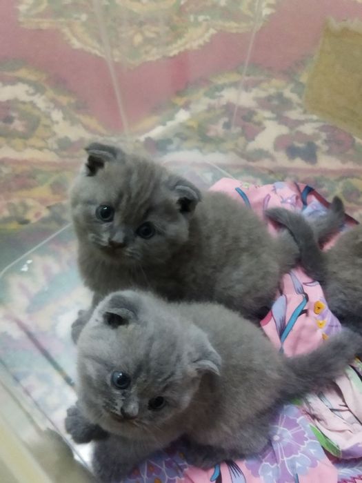 Пушистые комочки счастья скоттиш фолды