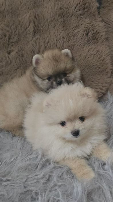 Предлагаю  кукольного мини мальчика