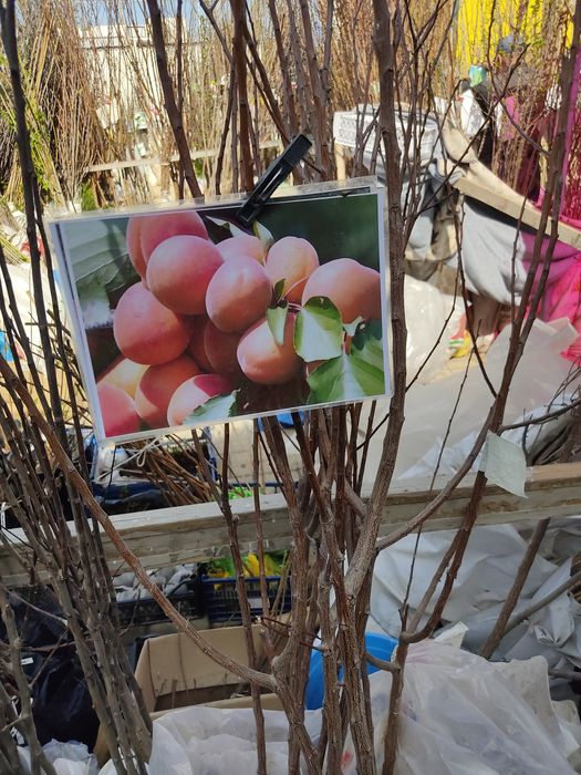 Саженцы атырау .