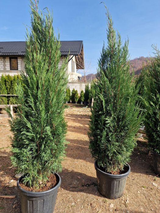 Leylandy verde ideal pentru a forma un gard viu. Avem toate dimensiuni