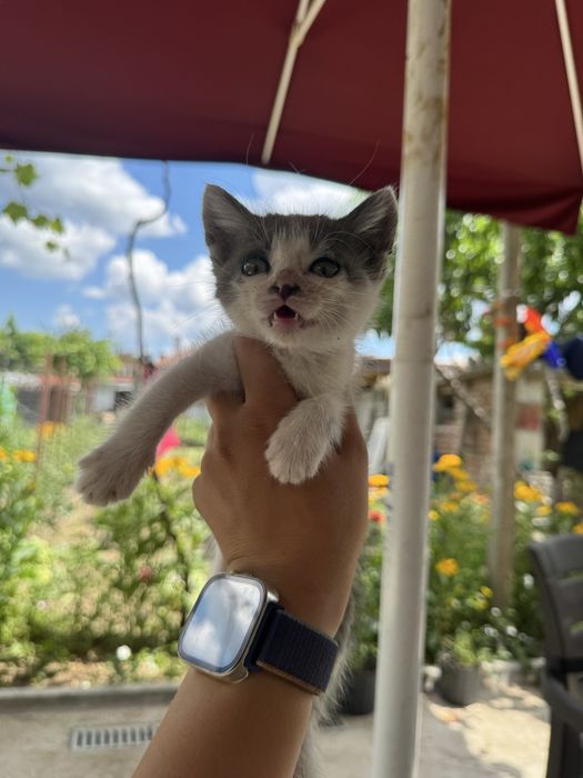 Подарявам малки котета