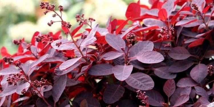Червена смрадлика – Cotinus coggygria ‘Royal Purple’