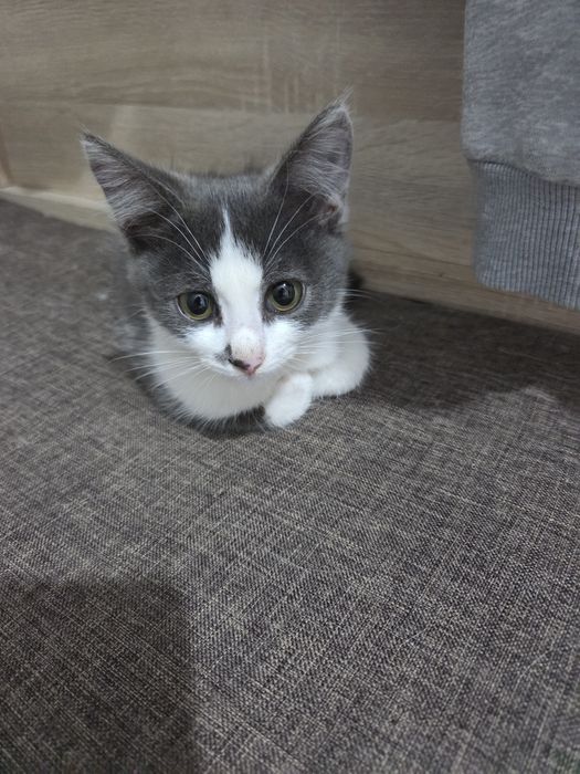 Отдам в добрые руки котенок девочка