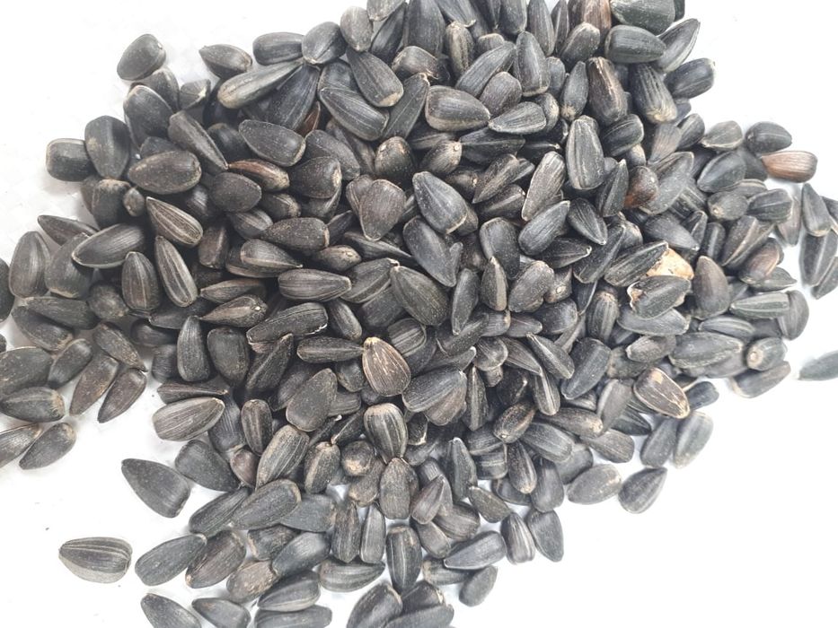 Семечки для корма, для птицы