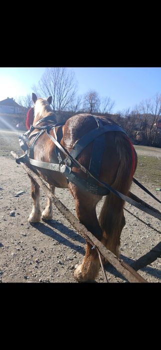 Iapa de 8 ani gestanta