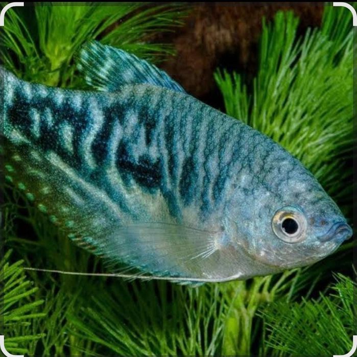 Рыбка Гурами мраморный