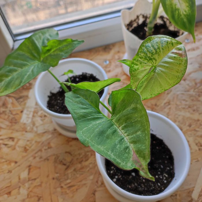 Сингониум конфетти