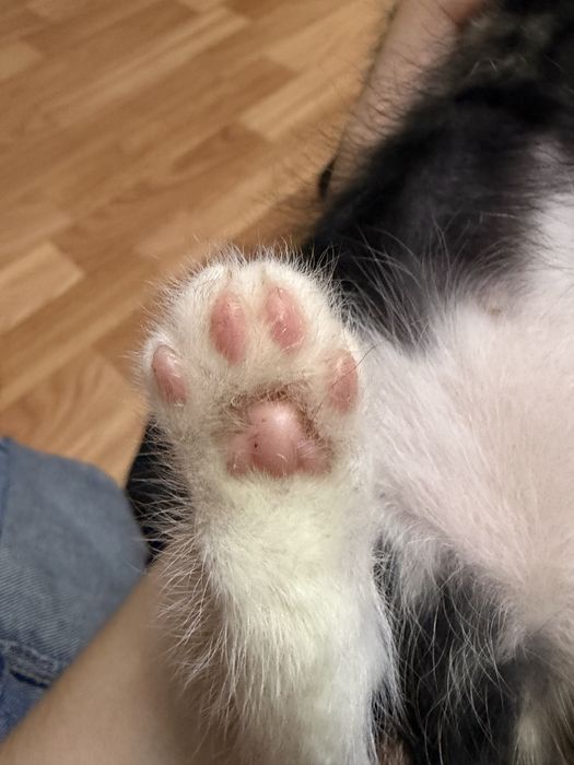 Отдам котенка в добрые руки