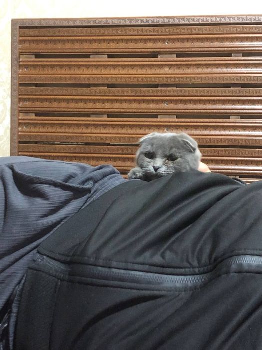 Скотиш Фолд сотилади