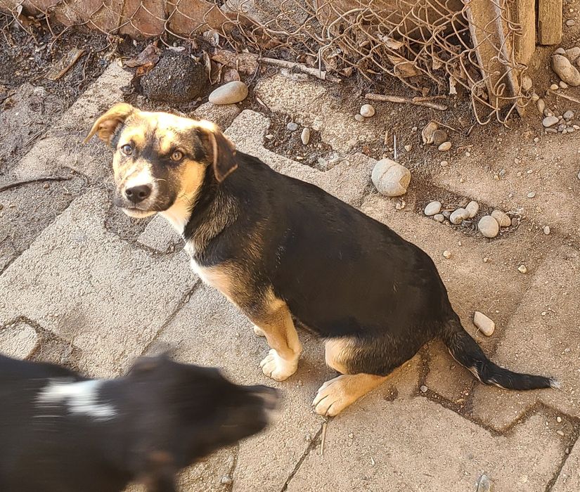 Щенки отдам в добрые руки бесплатно !!!