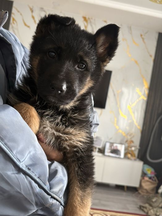 Продаётся щенок немецкой овчарки (девочка)