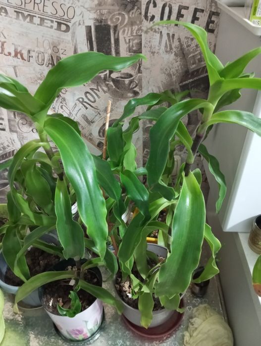 Золотой ус, 3 года, для лечения