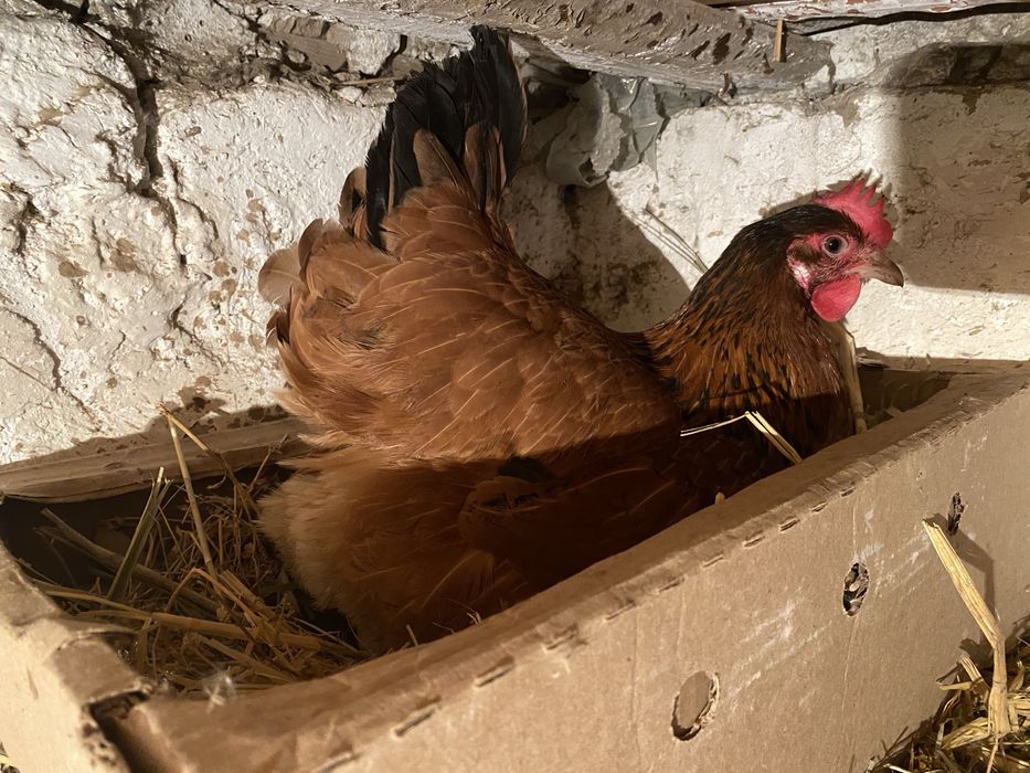 Куры,тауық Ломан браун