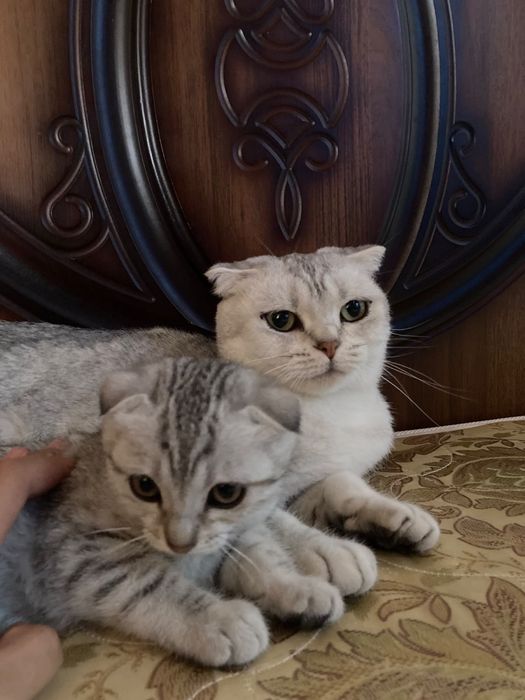 Шатланский мысықтар сатылады