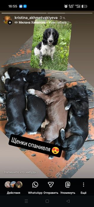 Щенки спаниеля месячные