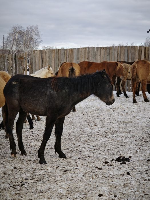 Продам  Лошадей две штуки 2.6 лет и 2.2 года