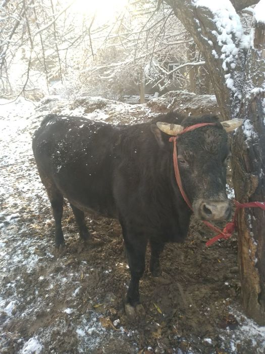 Buqalar sotiladi sifat zor