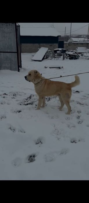 Продам щенка Алабая 1.2 кабель