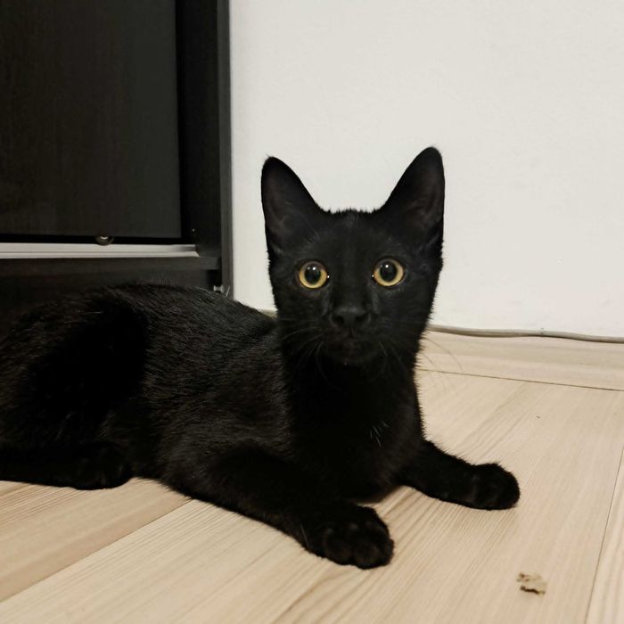 Малка черна котка търси дом