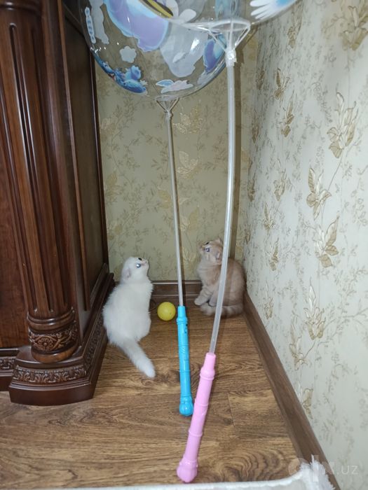 Oq Scottish Fold mushugi