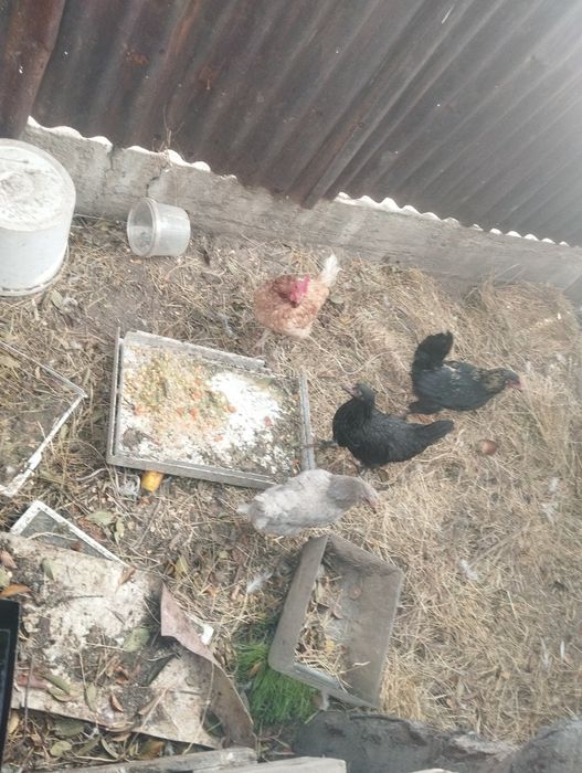 Продам уток и кур