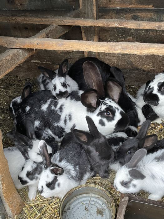 Vând iepuri puiuți