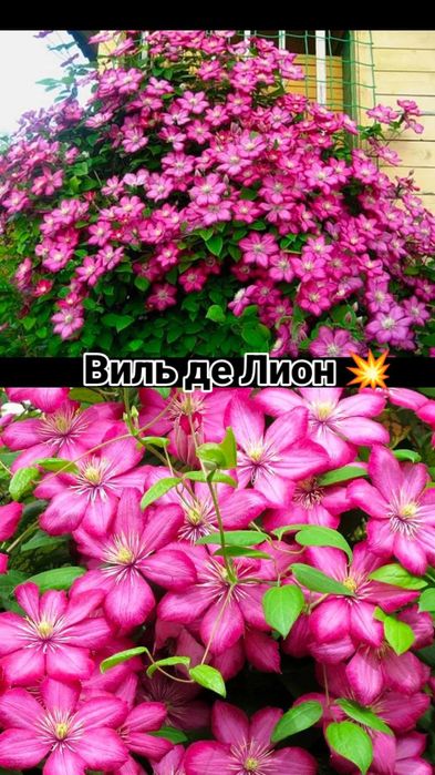 Тюльпаны и садовые цветы | Букеты и растения в наличии