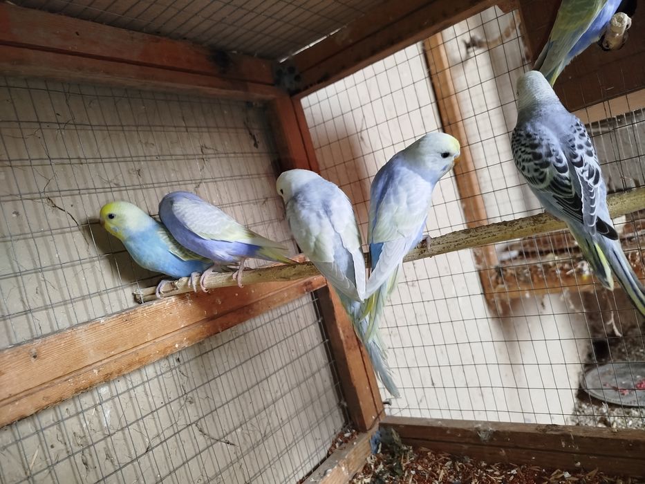 Продается радужные волнистые попугаи