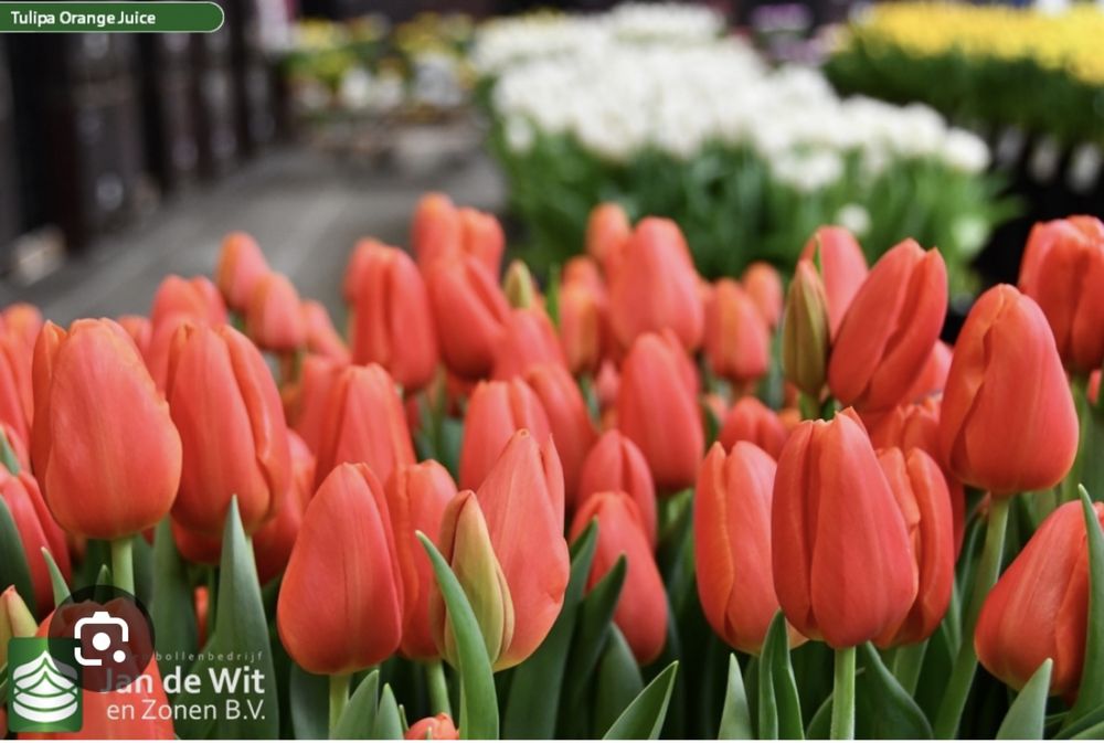 Тюльпаны, качественные на 8 марта отпом