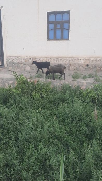 Она бача казоки куй сотилади