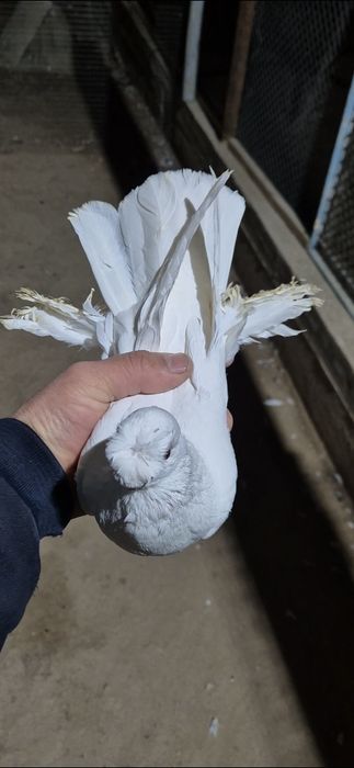 Белый голуб самес