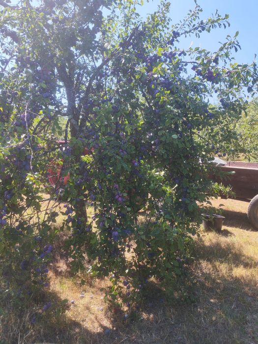 Prune pentru țuică