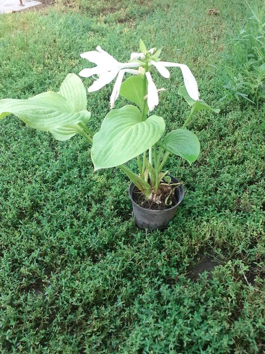 Расад Хоста зелена