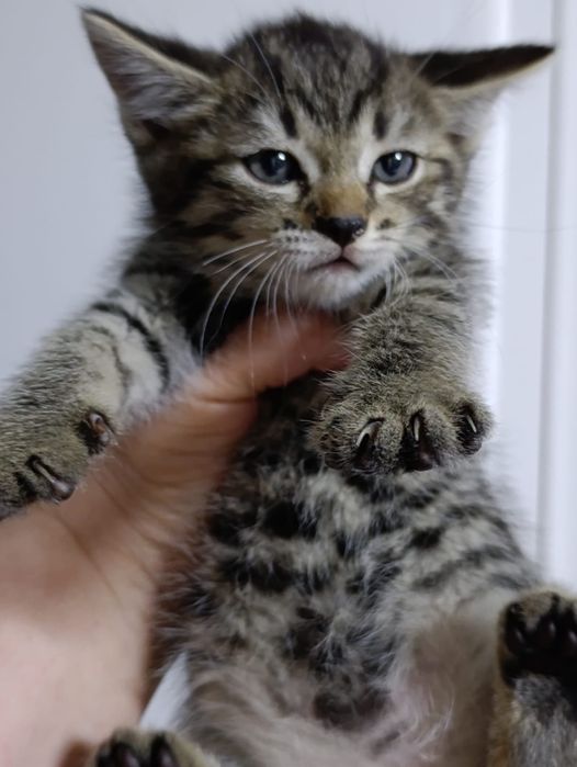 Ищем дом для спасённых малышей.